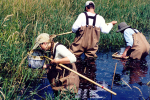 Wetlands education